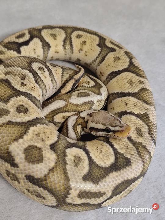 Dorosły samiec Firefly Hypo Pruszków