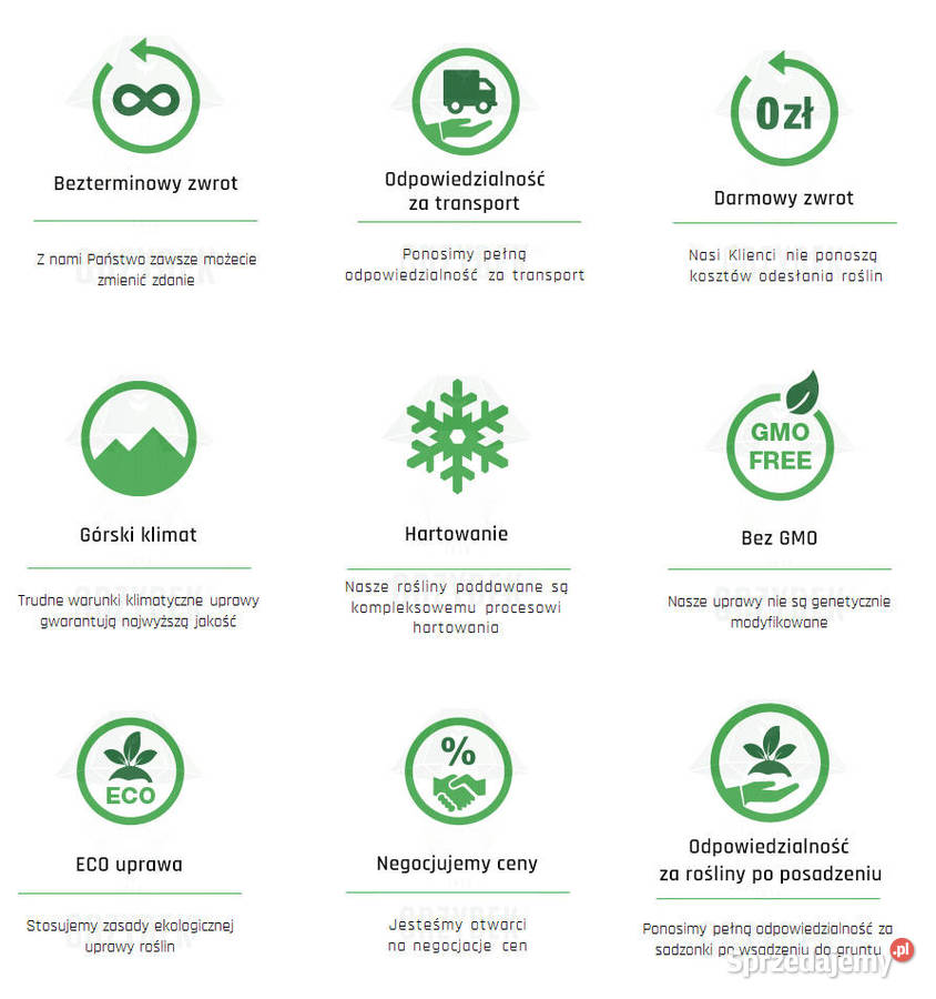 Sadzonki pomidorów rozsada Malinowy Ożarowski Jelenia Góra