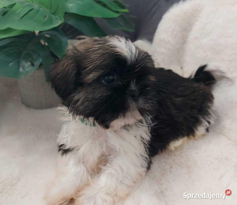 Piesek shih tzu Brzeg Dolny