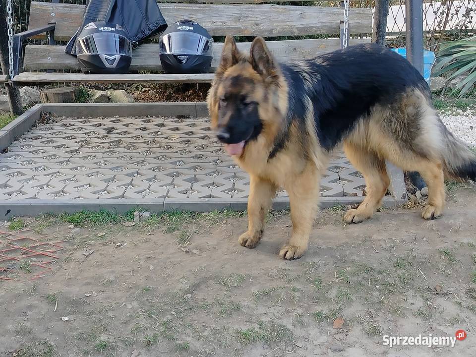 Szczeniak owczarka niemieckiego Rędziny-Borek