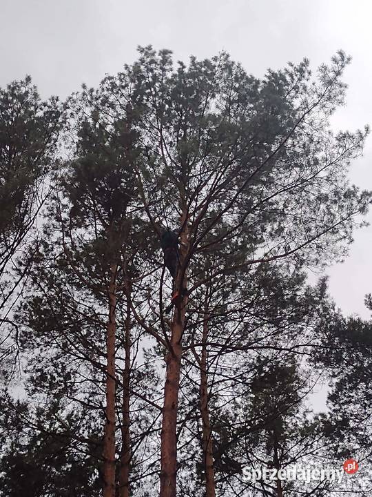 Przycinanie drzew metodą alpinistyczną wycinka