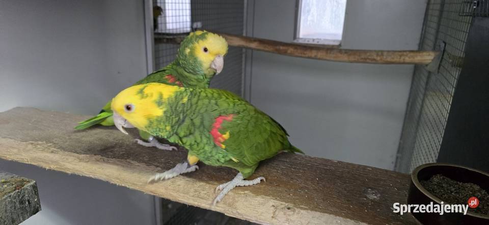 Amazonka Oratrix żółtogardła 11 2021 małopolskie