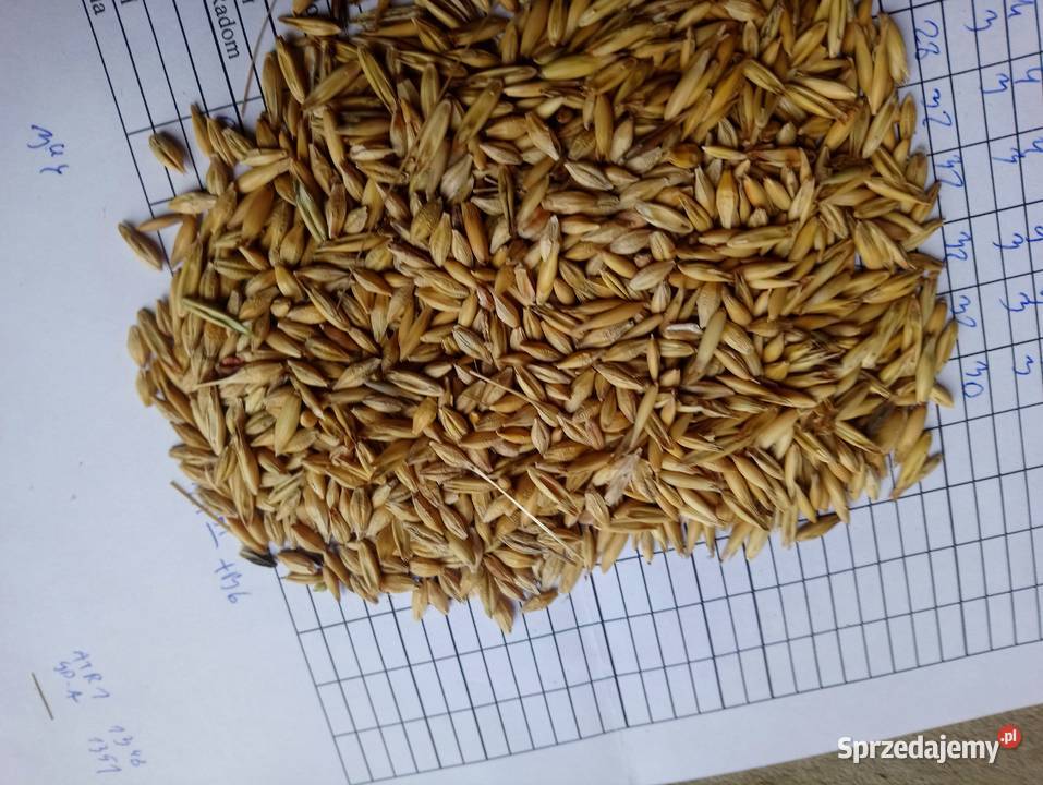 Mieszanka zbożowa jara jęczmień Kucyk owies Małogoszcz