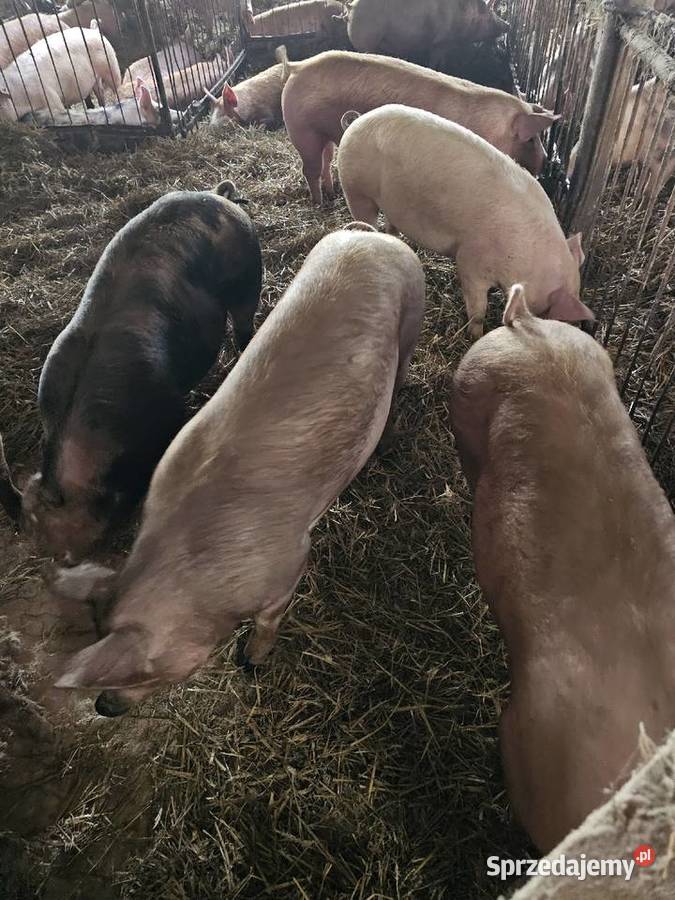 Tuczniki z własnego chowu Rolnika Trzoda chlewna Legionowo