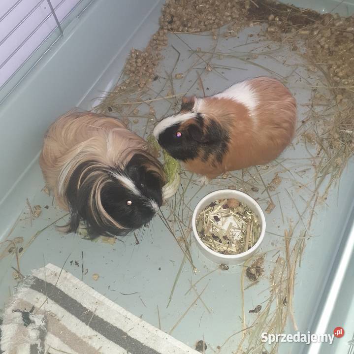 śWINKI MORSKIE Katowice