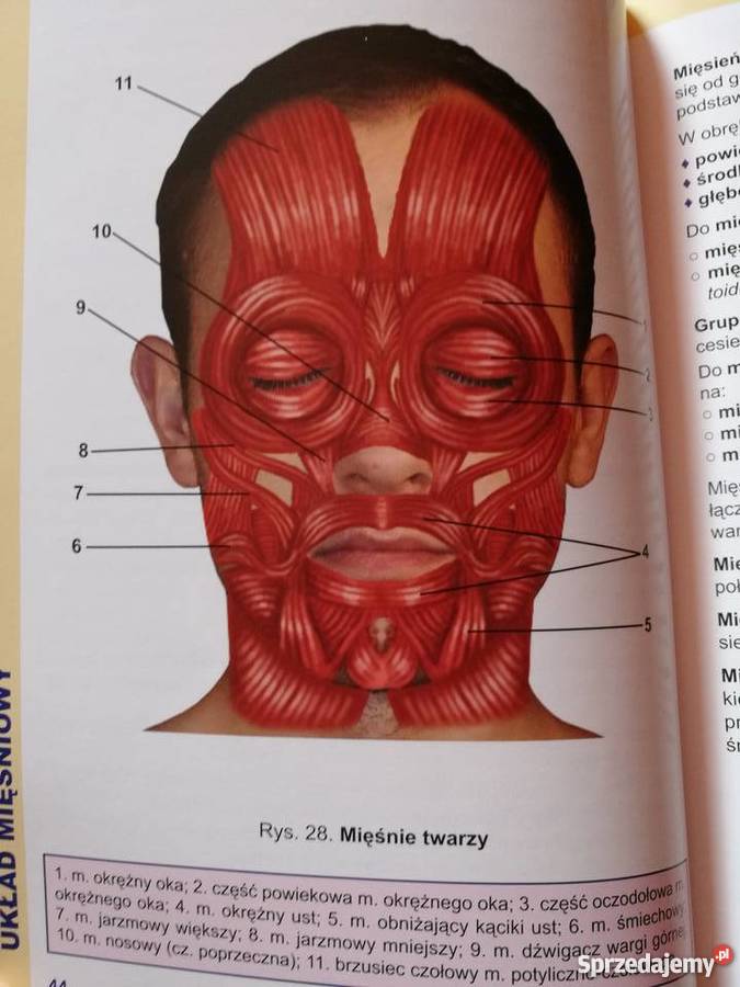 Atlas anatomiczny Książki naukowe i popularnonaukowe Poznań