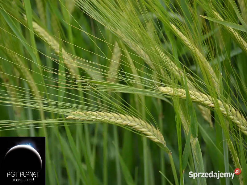 Jęczmień jary RGT Planet Top Farms browarny Tarnów sprzedam