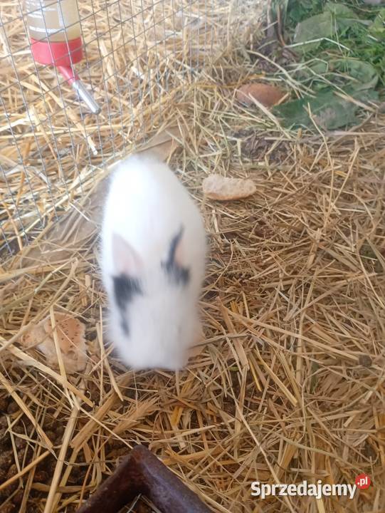 Króliki mini Wrzesiny