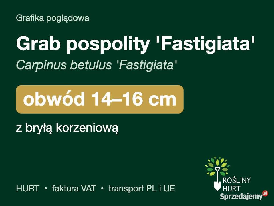 Grab pospolity Fastigiata obwód 1416 z bryłą