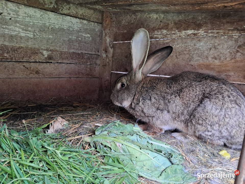 Króliki hodowlane Lublin sprzedam