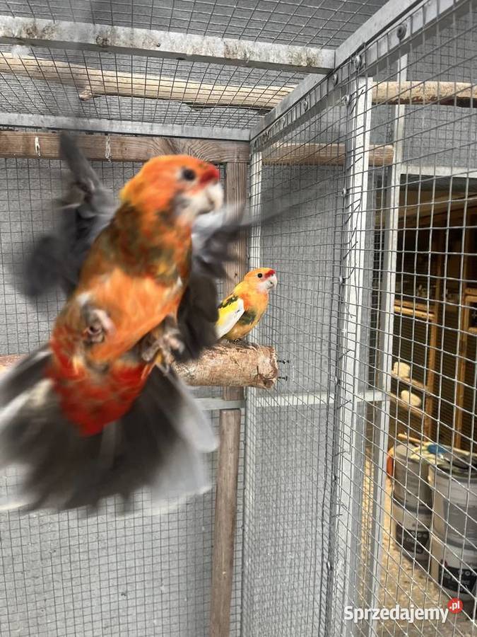 Rozelle królewskie szeki pomarańczowe Sośnicowice sprzedam