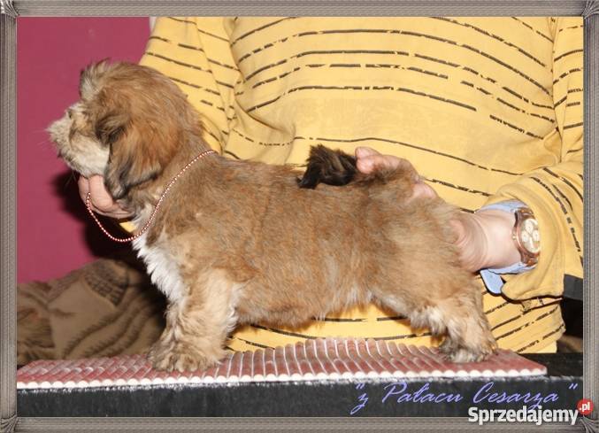 LHASA APSO kuzyn shih tzu Już do odbioru Hodowla Mysłowice sprzedam