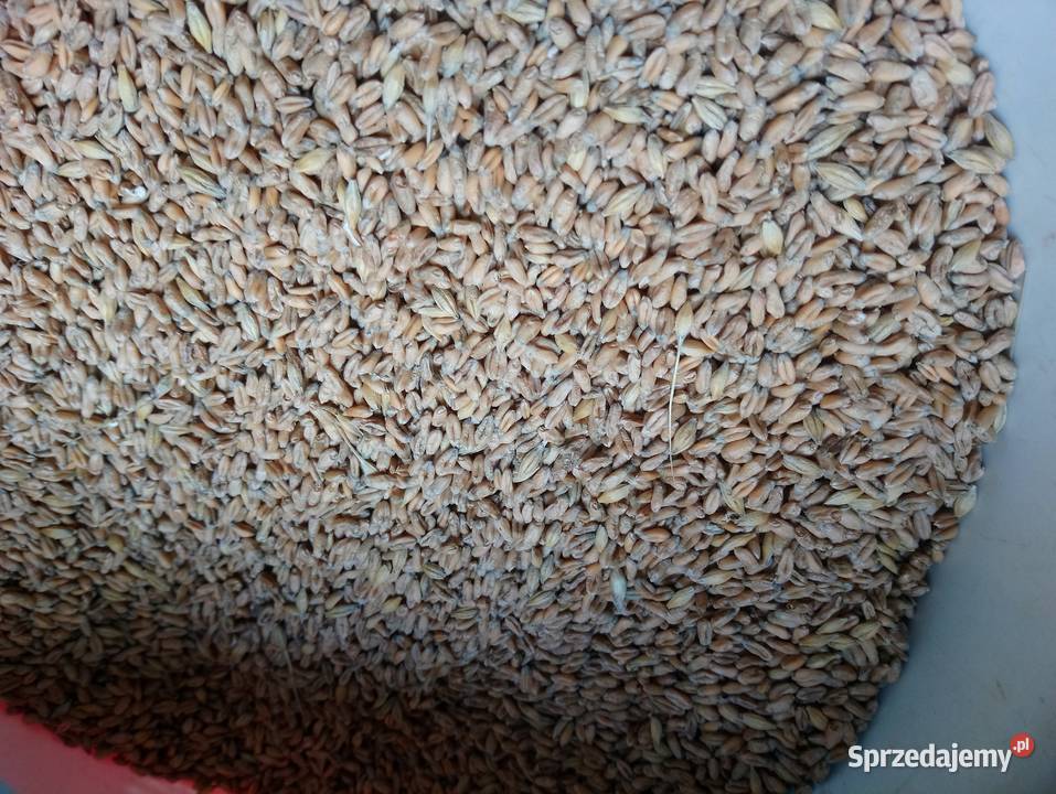 Pszenica ekologiczna jara MonsunSprzedaż jedynie Bukowa