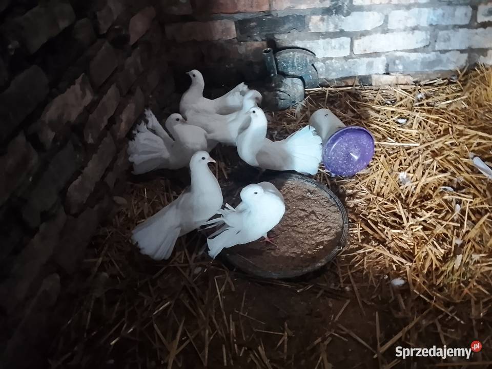 Młode pawiki czysto biale Brzeźno