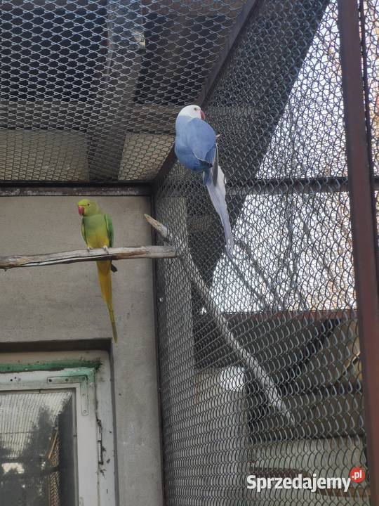 Aleksandretta obrożna samica Rypin