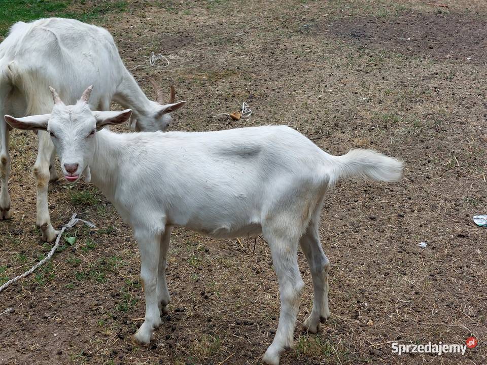 Kozę Kozy sprzedam Wólka-Wojciechówek sprzedam