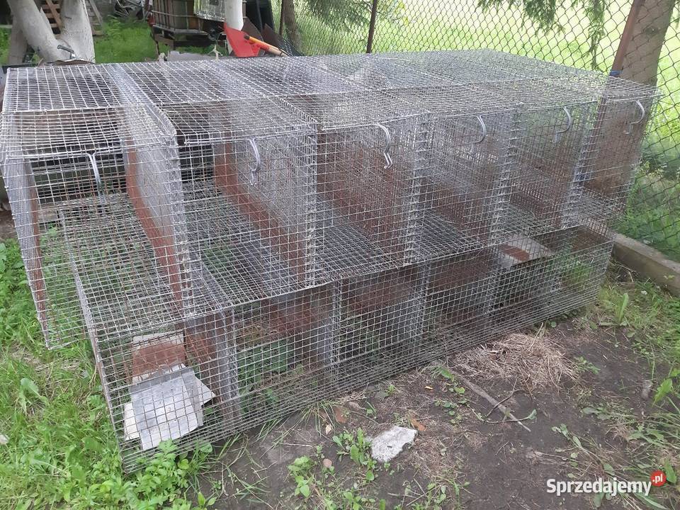 Klatki królików Króliki Borszewice Kościelne
