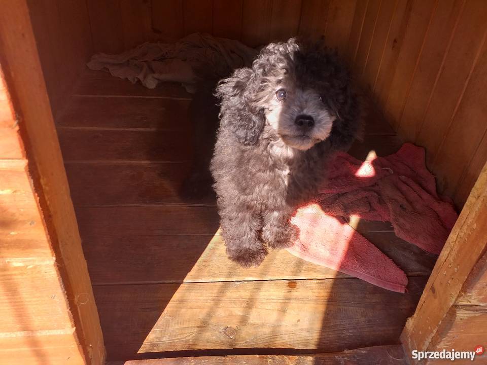Pudel Toy srebrny małopolskie Polanka Wielka
