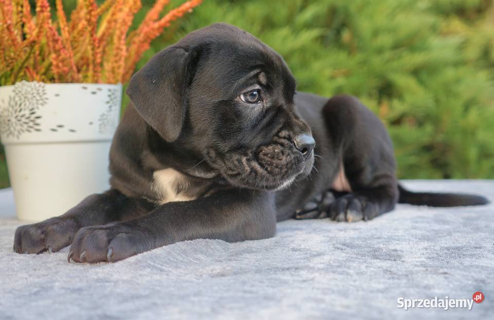 Szczeniaki Cane Corso ZKwP FCI mazowieckie Gończyce