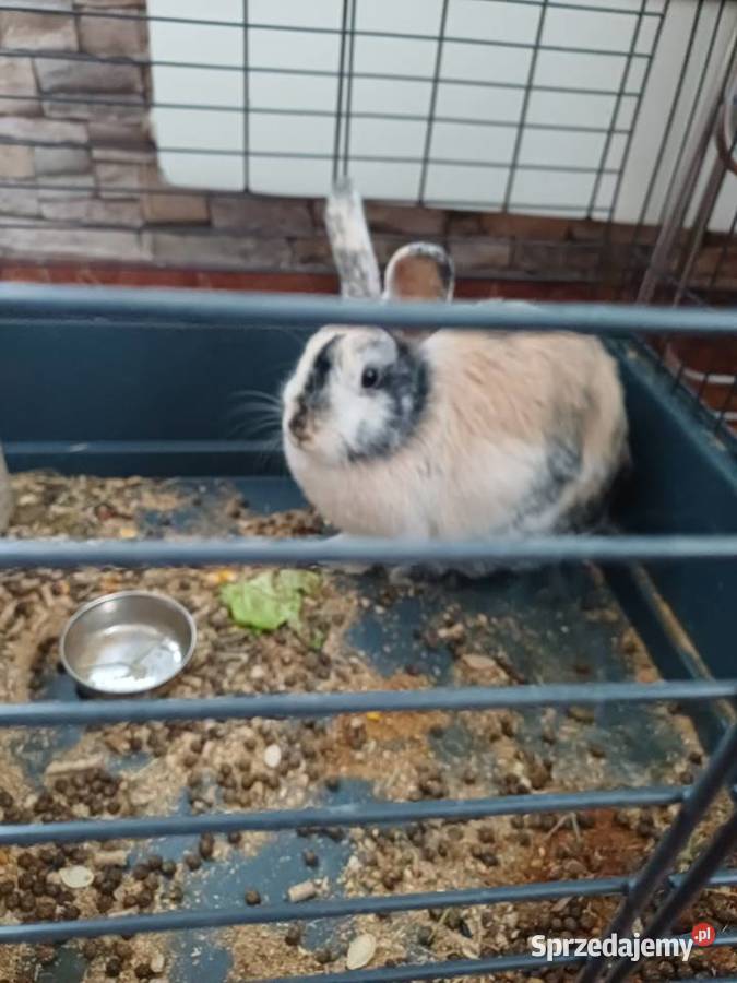 Króliki Miniaturki 2 sztuki z klatką wielkopolskie sprzedam