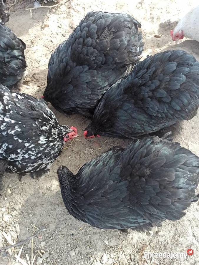 Jaja lęgowe kochin karzełek Krupe