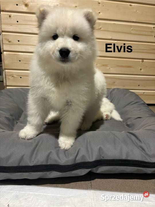 Szczenięta Samoyed