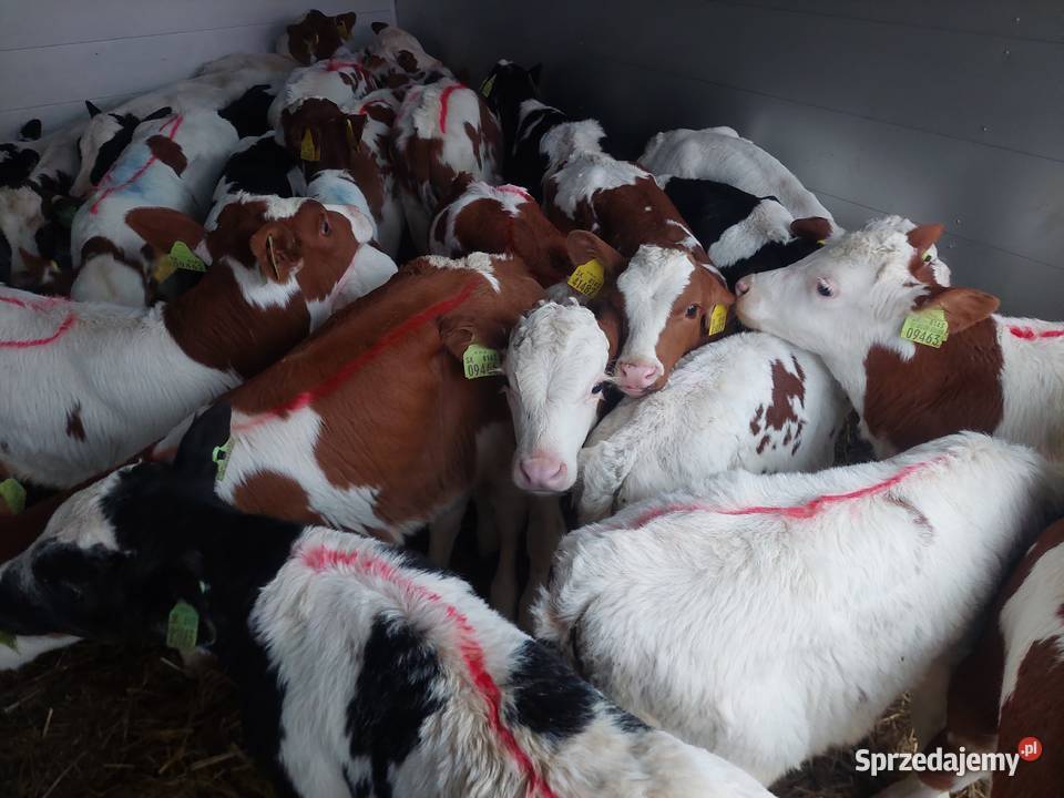 Sprzedam cielęta mięsne Rolnictwo