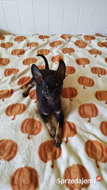 Szczenięta Toy Terrier Piotrków Trybunalski sprzedam