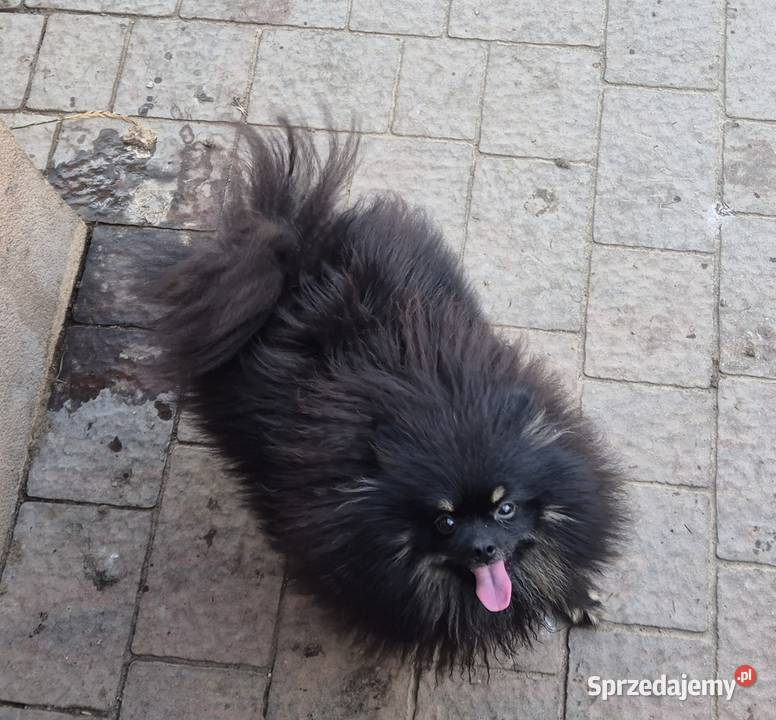 Suczka pomeranian 2 lata Radom sprzedam