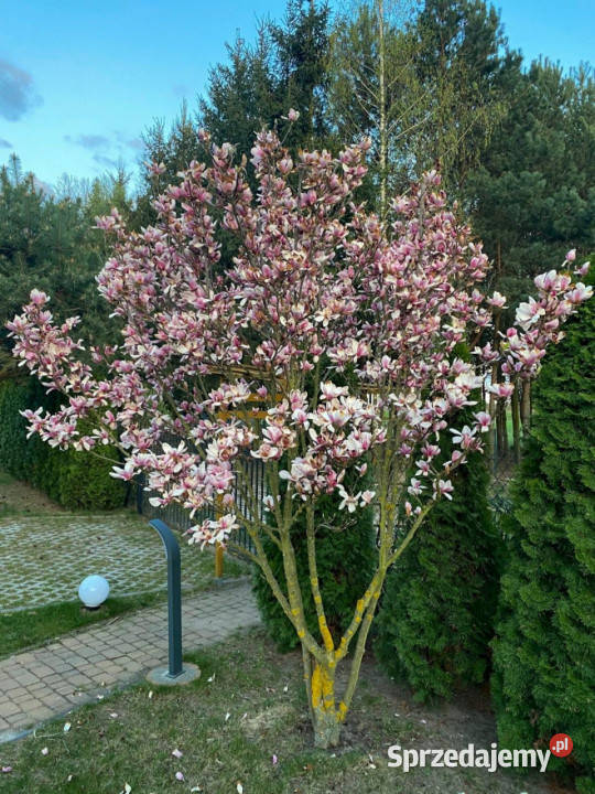 Do sprzedaży dom wolnostojący Ruszków 70m2 Liczba pokoi 2 łódzkie