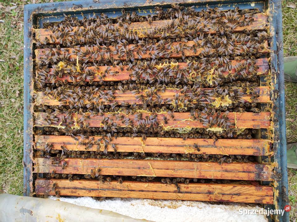 Rodziny pszczele sprzedam