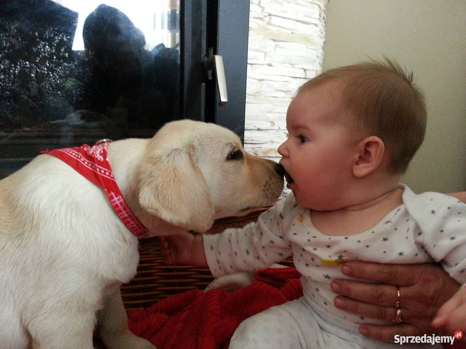 Labradory szczenięta CHrodowód Związku Włocławek