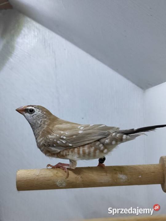 Czereszka Zebrzyk samica beżowa 2025 Myślenice