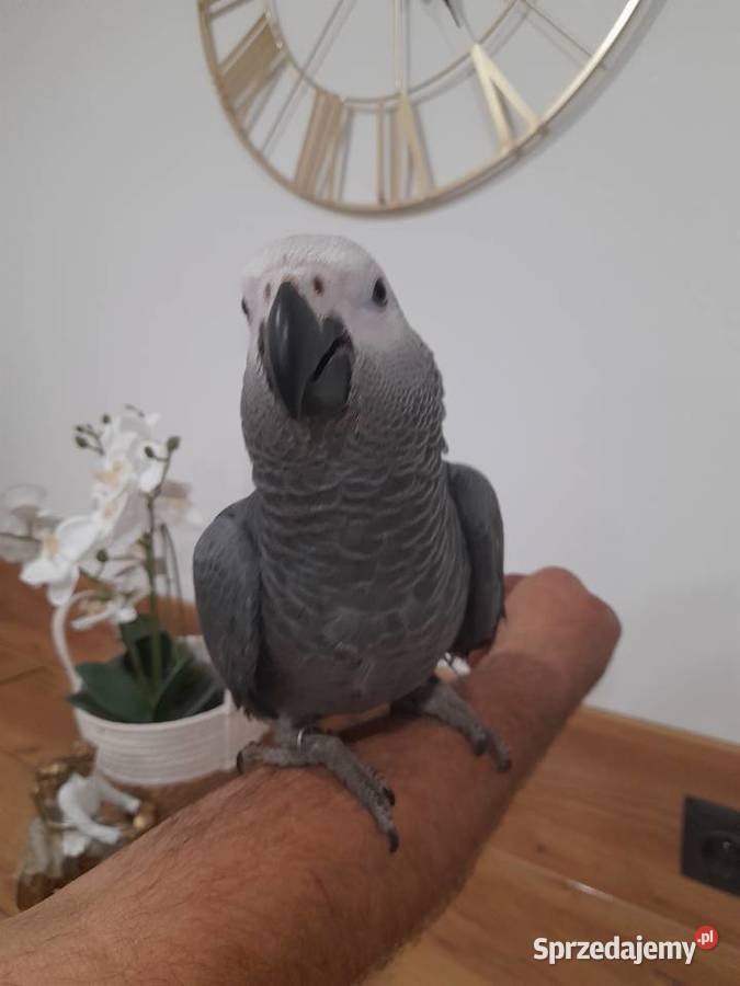 Żako samiec 2025 oswojony