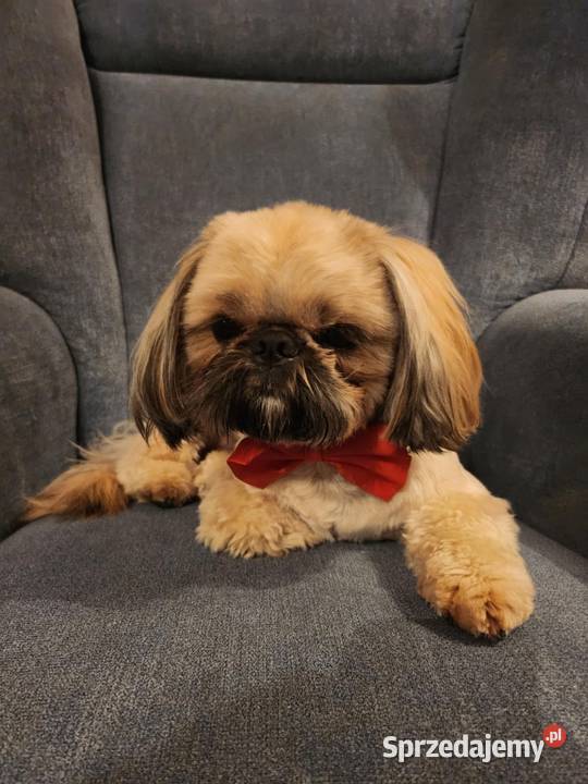 Shih Tzu ZŁOTY Reproduktor pełny rodowód Częstochowa sprzedam