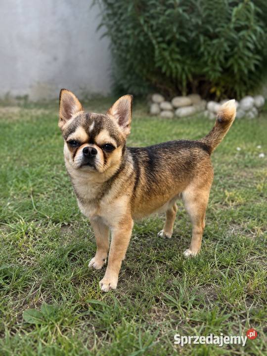 Krótkowłosy reproduktor chihuahua ZKwP FCI Świnoujście sprzedam