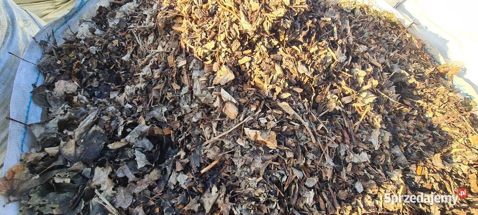 ZRĘBKA leśna biomasa na pellet Zrębek pod śląskie Zrębice