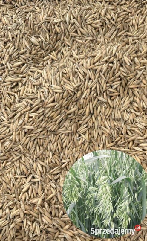 Owies Ozimy Snowbird Bystrzyca Stara