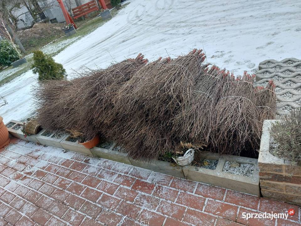Sprzedam galazki brzozy wielkopolskie Kleczew