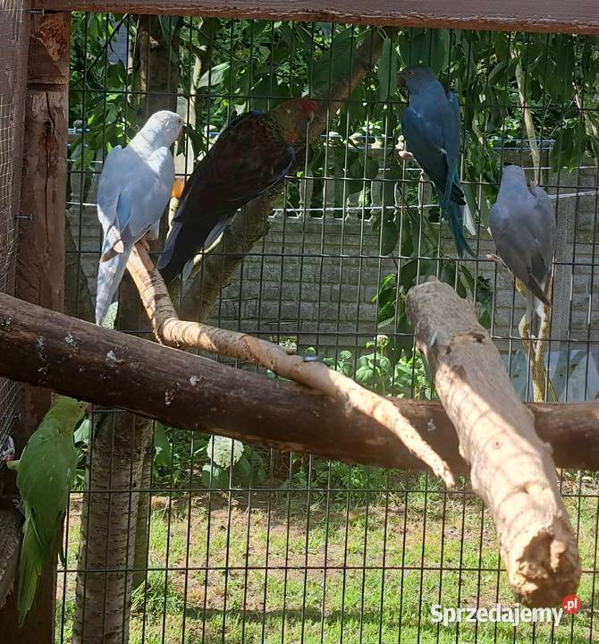 Sprzedam papugi aleksandretty