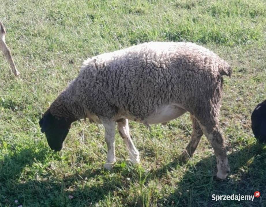 Baran DORPER skop mięsny Kryg