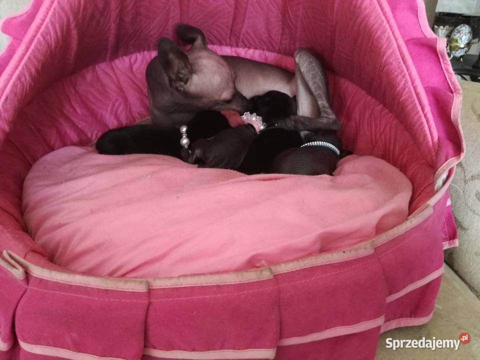 Nagi Pies Meksykański XOlO Radomsko