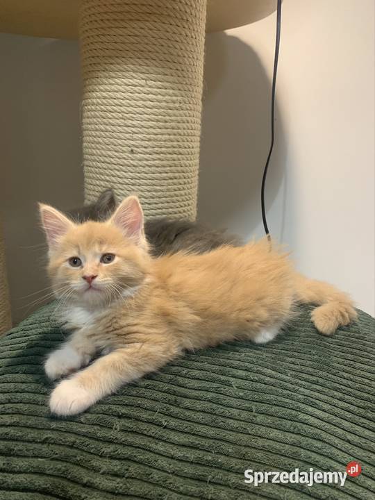 Kocur Maine Coon kremowobiały Warszawa