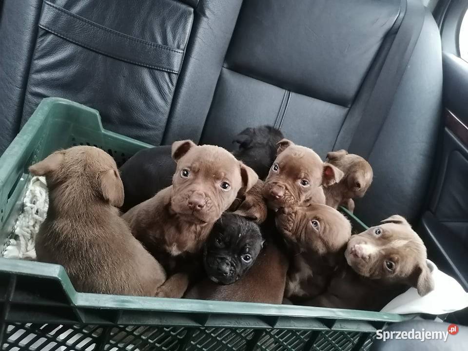 Sprzedam szczeniaczki pit Bull sprzedam