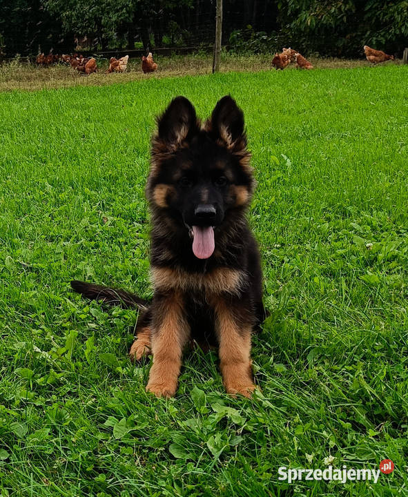 Owczarek niemiecki długowłosy SZCZENIĘTA FCI Kozy