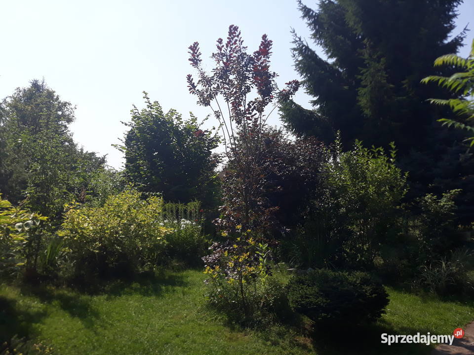 Działka ROD na sprzedaż prąd woda zadbana Wrocław