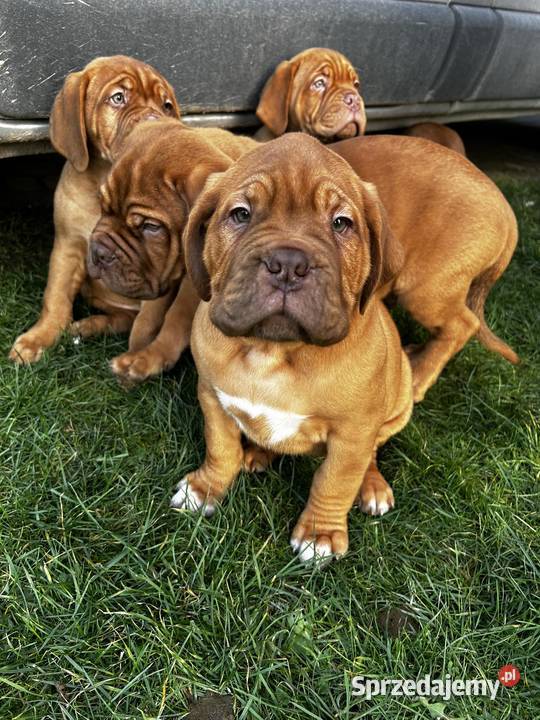 Szczeniaki Dogue de Bordeaux