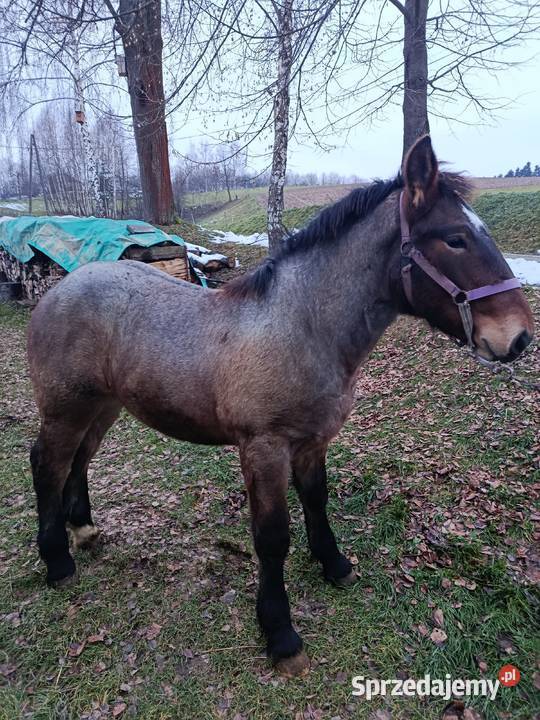 Żrebak deresz Biecz