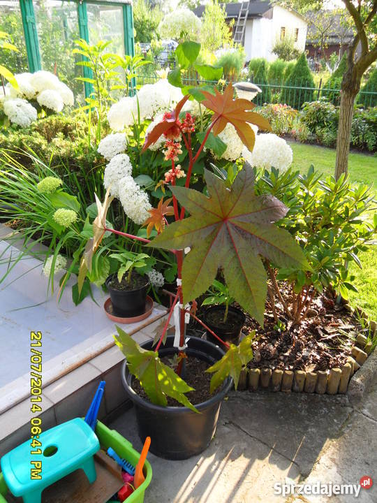 Nasiona Rącznik Kasztanowiec Anty kret Łódź