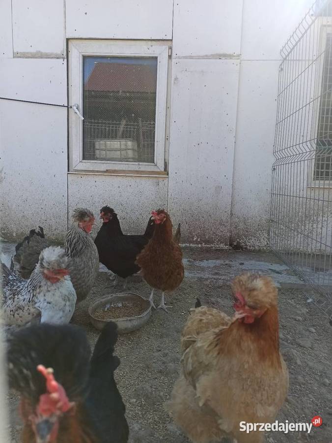 Jaja lęgowe czubatka staropolska Krupe